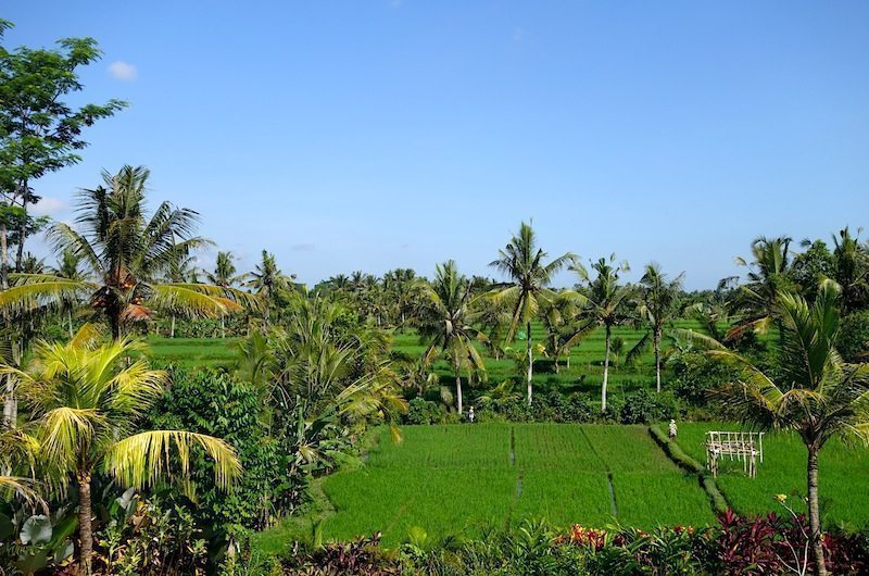 Villa Omah Padi View from Villa | 5 Bedroom Villas Bali